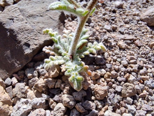 Imágen de Planta no identificada sp. #3056 (). Haga un clic para aumentar parte de imágen.