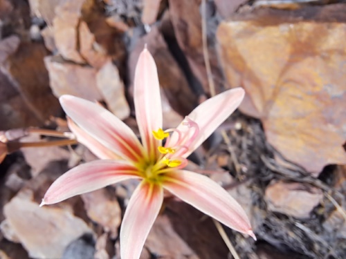 Image of Rhodophiala sarae (). Click to enlarge parts of image.