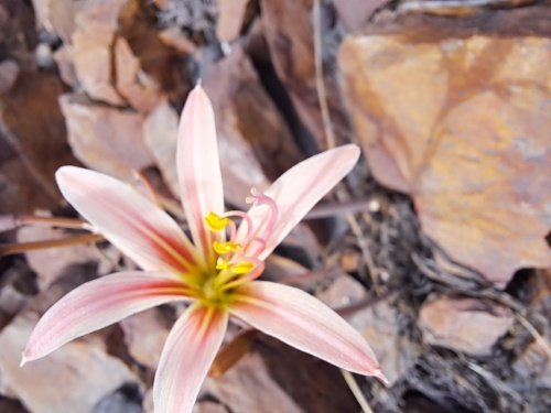 Image of Rhodophiala sarae (). Click to enlarge parts of image.