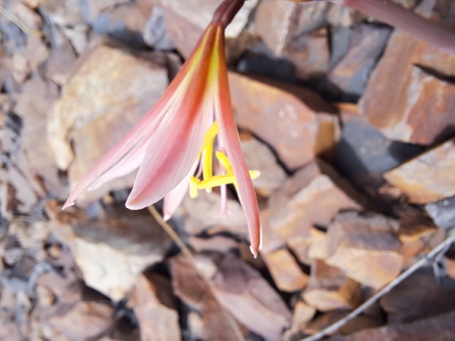 Image of Rhodophiala sarae (). Click to enlarge parts of image.