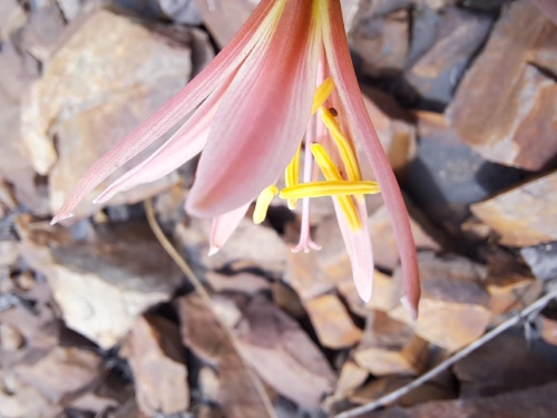 Image of Rhodophiala sarae (). Click to enlarge parts of image.