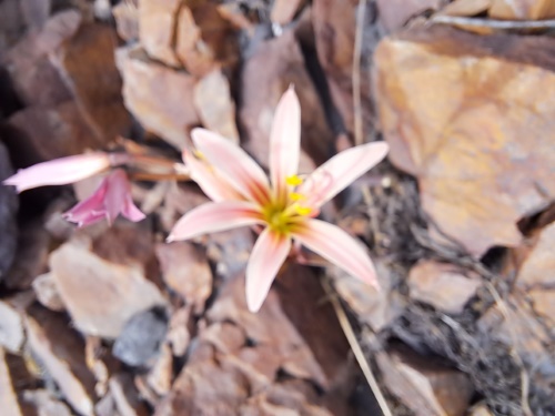 Image of Rhodophiala sarae (). Click to enlarge parts of image.