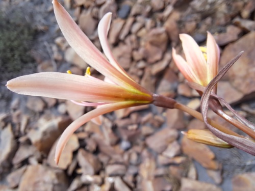 Image of Rhodophiala sarae (). Click to enlarge parts of image.