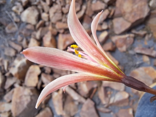 Image of Rhodophiala sarae (). Click to enlarge parts of image.