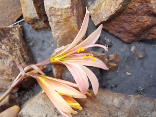 Image of Rhodophiala sarae (). Click to enlarge parts of image.