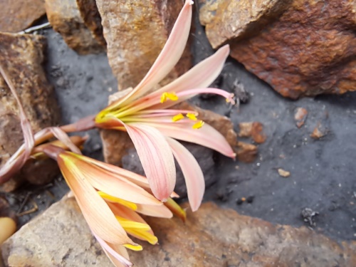 Image of Rhodophiala sarae (). Click to enlarge parts of image.