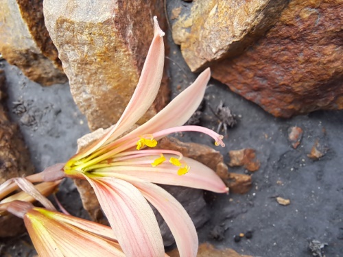 Image of Rhodophiala sarae (). Click to enlarge parts of image.