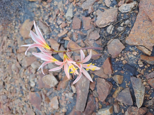 Image of Rhodophiala sarae (). Click to enlarge parts of image.