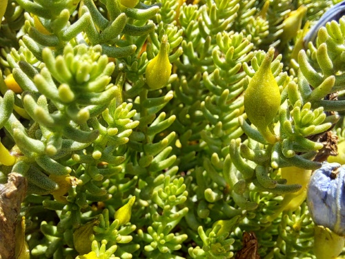 Imágen de Nolana carnosa (). Haga un clic para aumentar parte de imágen.