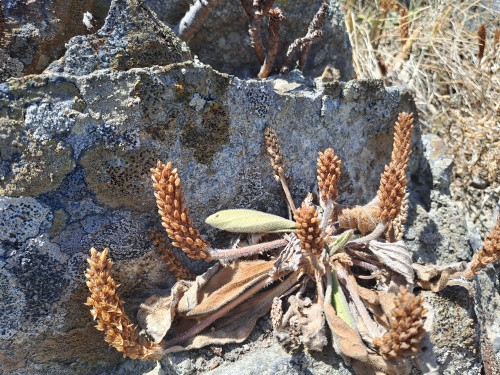 Image of Plantago sp. #3022 (). Click to enlarge parts of image.