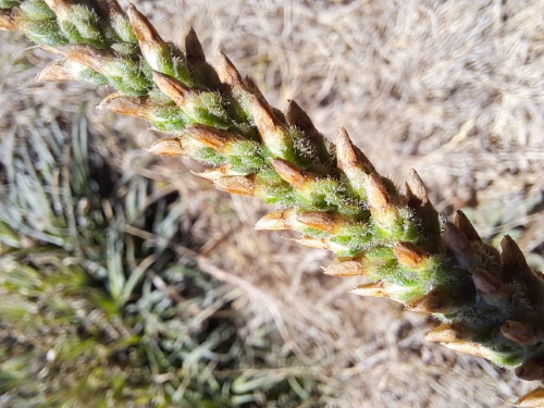 Image of Plantago sp. #3022 (). Click to enlarge parts of image.