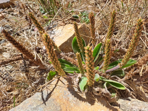 Image of Plantago sp. #3022 (). Click to enlarge parts of image.