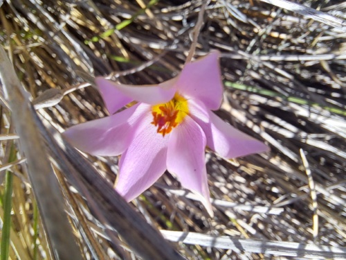 Image of Calandrinia sp. #3021 (). Click to enlarge parts of image.