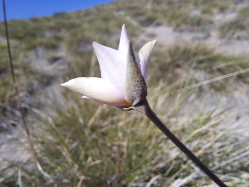 Image of Calandrinia sp. #3021 (). Click to enlarge parts of image.