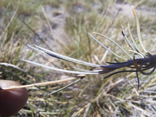 Image of Calandrinia sp. #3021 (). Click to enlarge parts of image.