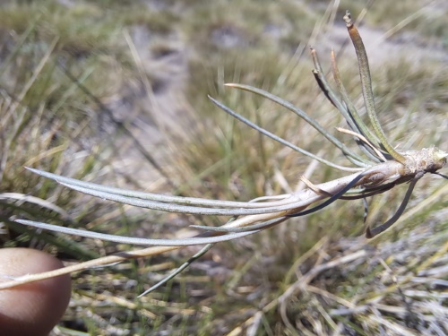 Image of Calandrinia sp. #3021 (). Click to enlarge parts of image.