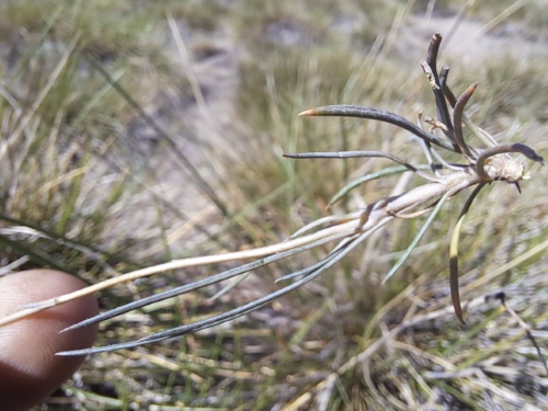 Image of Calandrinia sp. #3021 (). Click to enlarge parts of image.