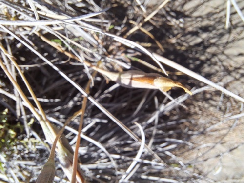 Image of Calandrinia sp. #3021 (). Click to enlarge parts of image.