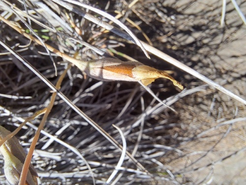 Image of Calandrinia sp. #3021 (). Click to enlarge parts of image.