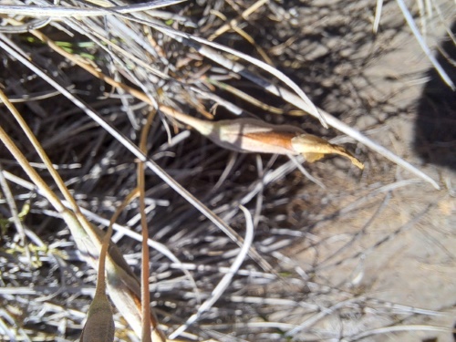 Image of Calandrinia sp. #3021 (). Click to enlarge parts of image.