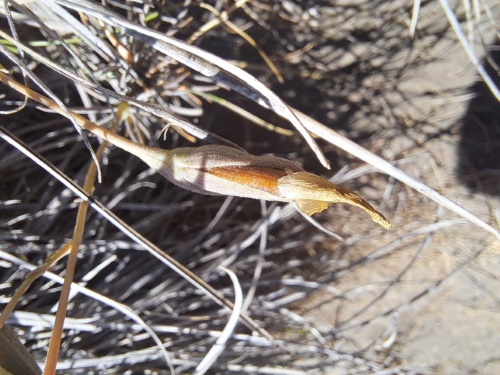 Image of Calandrinia sp. #3021 (). Click to enlarge parts of image.