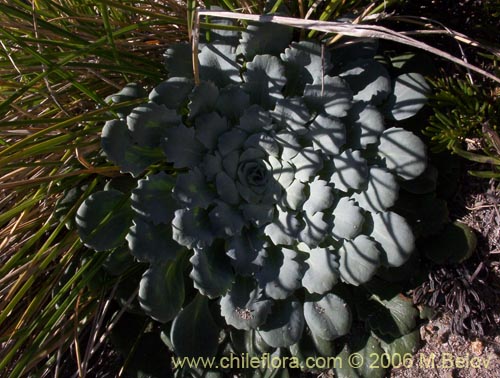 Nastanthus spathulatusの写真