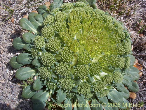 Nastanthus spathulatusの写真