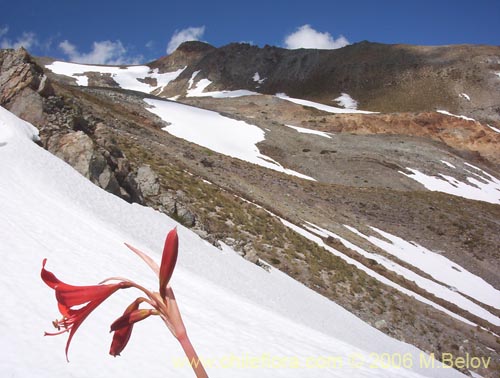 Bild von Rhodophiala splendens (Añañuca esplendorosa). Klicken Sie, um den Ausschnitt zu vergrössern.