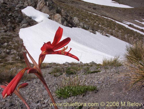 Bild von Rhodophiala splendens (Añañuca esplendorosa). Klicken Sie, um den Ausschnitt zu vergrössern.