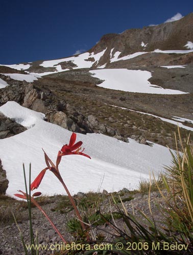 Bild von Rhodophiala splendens (Añañuca esplendorosa). Klicken Sie, um den Ausschnitt zu vergrössern.