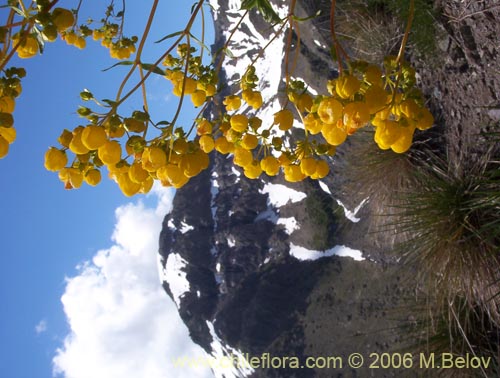 Calceolaria meyeniana的照片