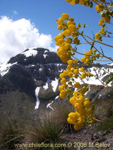 Calceolaria meyeniana的照片
