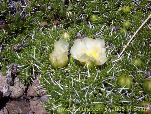 Image of Maihuenia poeppigii (Maihun). Click to enlarge parts of image.