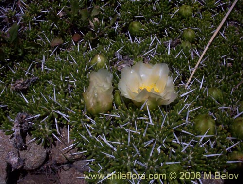 Image of Maihuenia poeppigii (Maihun). Click to enlarge parts of image.