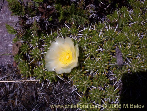 Image of Maihuenia poeppigii (Maihun). Click to enlarge parts of image.