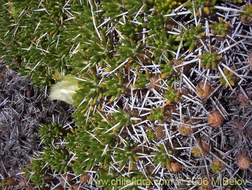 Image of Maihuenia poeppigii (Maihun). Click to enlarge parts of image.