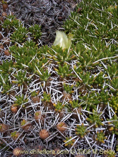 Image of Maihuenia poeppigii (Maihun). Click to enlarge parts of image.