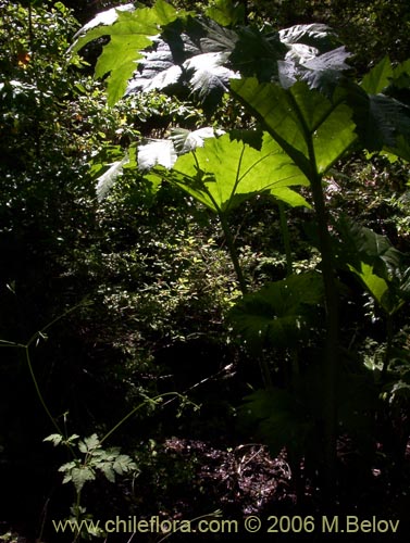 Bild von Gunnera tinctoria (Nalca / Pangue). Klicken Sie, um den Ausschnitt zu vergrössern.