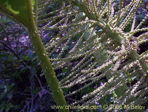 Bild von Gunnera tinctoria (Nalca / Pangue). Klicken Sie, um den Ausschnitt zu vergrössern.