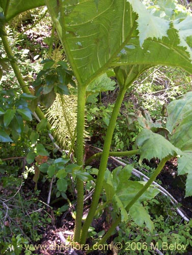 Bild von Gunnera tinctoria (Nalca / Pangue). Klicken Sie, um den Ausschnitt zu vergrössern.