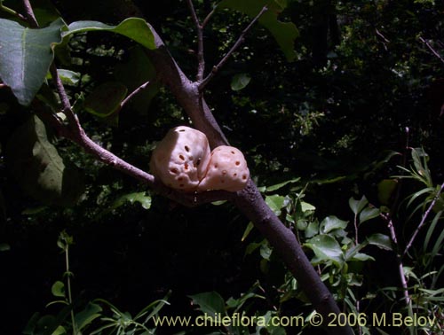 Image of Cyttaria berteroi (Pinatra / Curacucha). Click to enlarge parts of image.