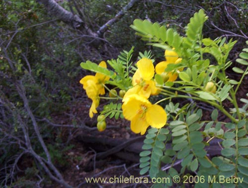 Image of Senna arnottiana (Quebracho / Alcaparra / Tara). Click to enlarge parts of image.
