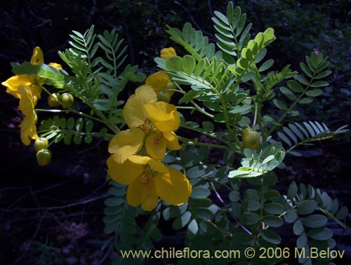 Image of Senna arnottiana (Quebracho / Alcaparra / Tara). Click to enlarge parts of image.