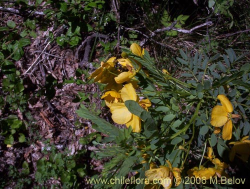 Image of Senna arnottiana (Quebracho / Alcaparra / Tara). Click to enlarge parts of image.