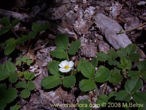 Fragaria chiloensis의 사진