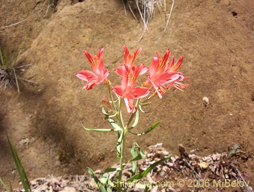 Alstroemeria ligtu ssp. ligtu的照片
