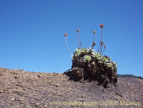 Haplopappus macrocephalus의 사진