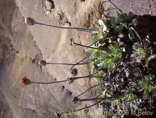Haplopappus macrocephalus의 사진