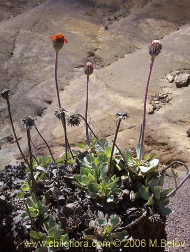 Haplopappus macrocephalus의 사진