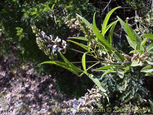 Image of Psoralea glandulosa (Culén / Cule). Click to enlarge parts of image.